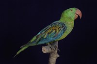 藏品(巨嘴鸚鵡)的圖片